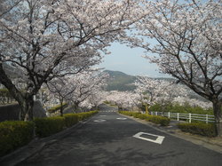 平和霊園　桜のサムネール画像