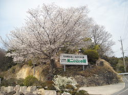 施設　桜