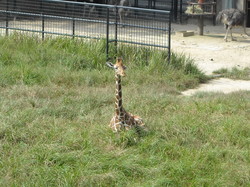 動物園2のサムネール画像